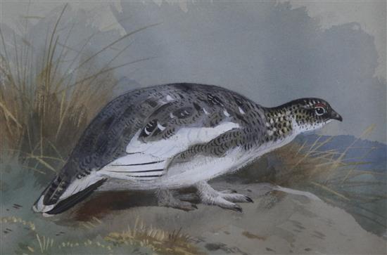 Archibald Thorburn (1860-1935) Ptarmigan 7 x 10in.